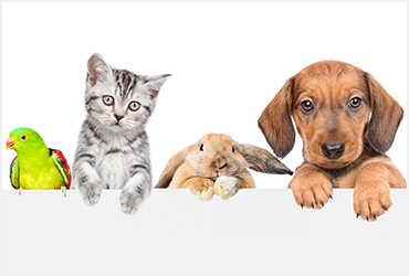 鳥・猫・うさぎ・犬