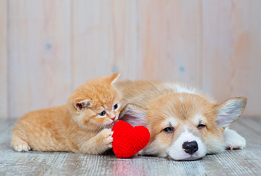 遊んでる犬と猫