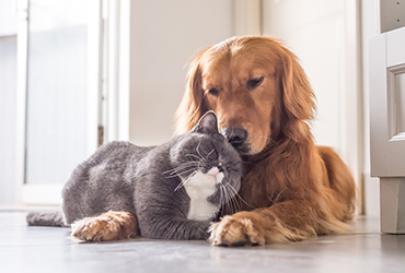 寄り添う犬と猫