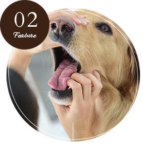 日常ケアから難治性疾患まで幅広く対応